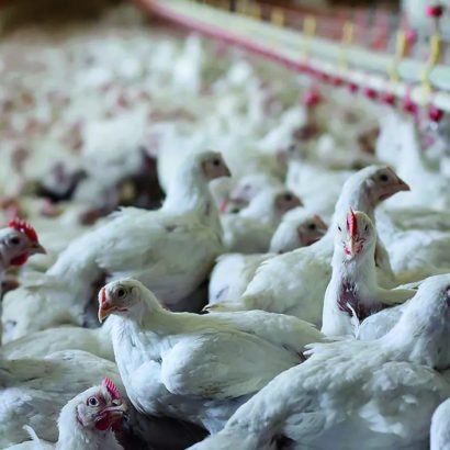 avicola-02