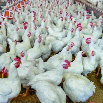 avicola_Mesa de trabajo 1