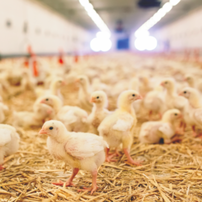 pollos-en-granja-avicola-e1571946020788-1200x814